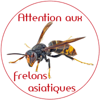 Logo Frelon asiatique